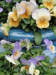 violas in strawberry jar