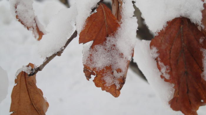 Parrotia persica