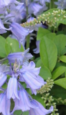 Hyacinthoides hispanica and Itea virginica, Virginia sweetspire.