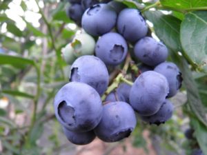 blueberries maturing on the plant