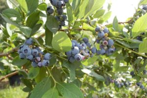 blueberry with fruit