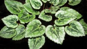 cyclamen foliage