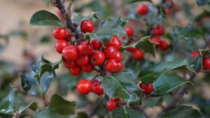 holly with red berries