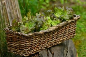 lettuce basket, a portable vegetable garden