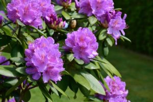 rhododendron