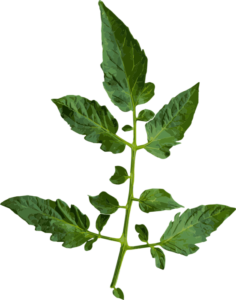 tomato leaf