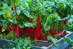 Swiss chard in a raised vegetable garden