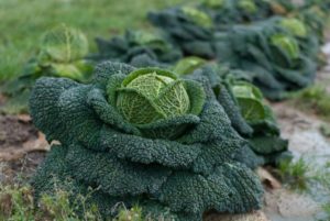 savoy cabbage