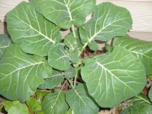 collards, one of the easiest fall greens to grow 