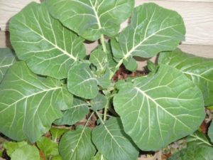 collards