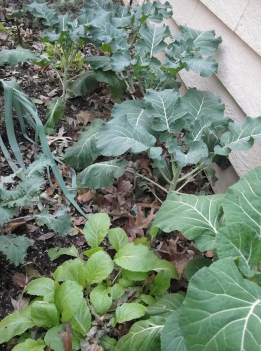 cool season vegetables in the garden