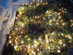 cold frame before covering, with mini lights