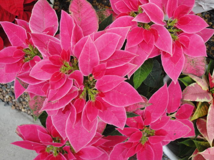 pink princettia poinsettia, Rountree Plantation.