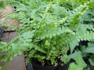 lemon button fern