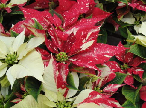 poinsettia