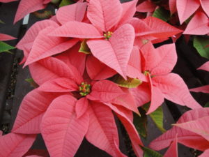 pink poinsettia