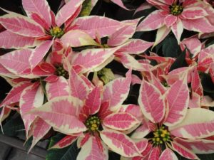 variegated poinsettia