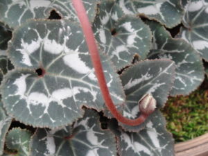 cyclamen seedpod