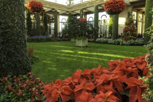 poinsettias in conservatory