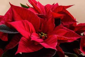 red poinsettia