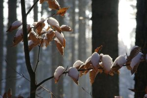 beech tree, winter