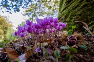 hardy cyclamen