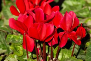 red cyclamen