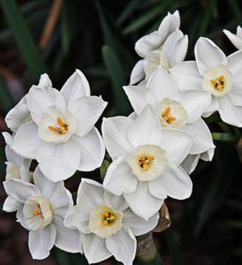 paperwhite narcissus