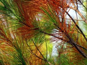 pine needles, in fall
