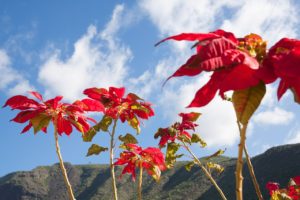 wild poinsettia