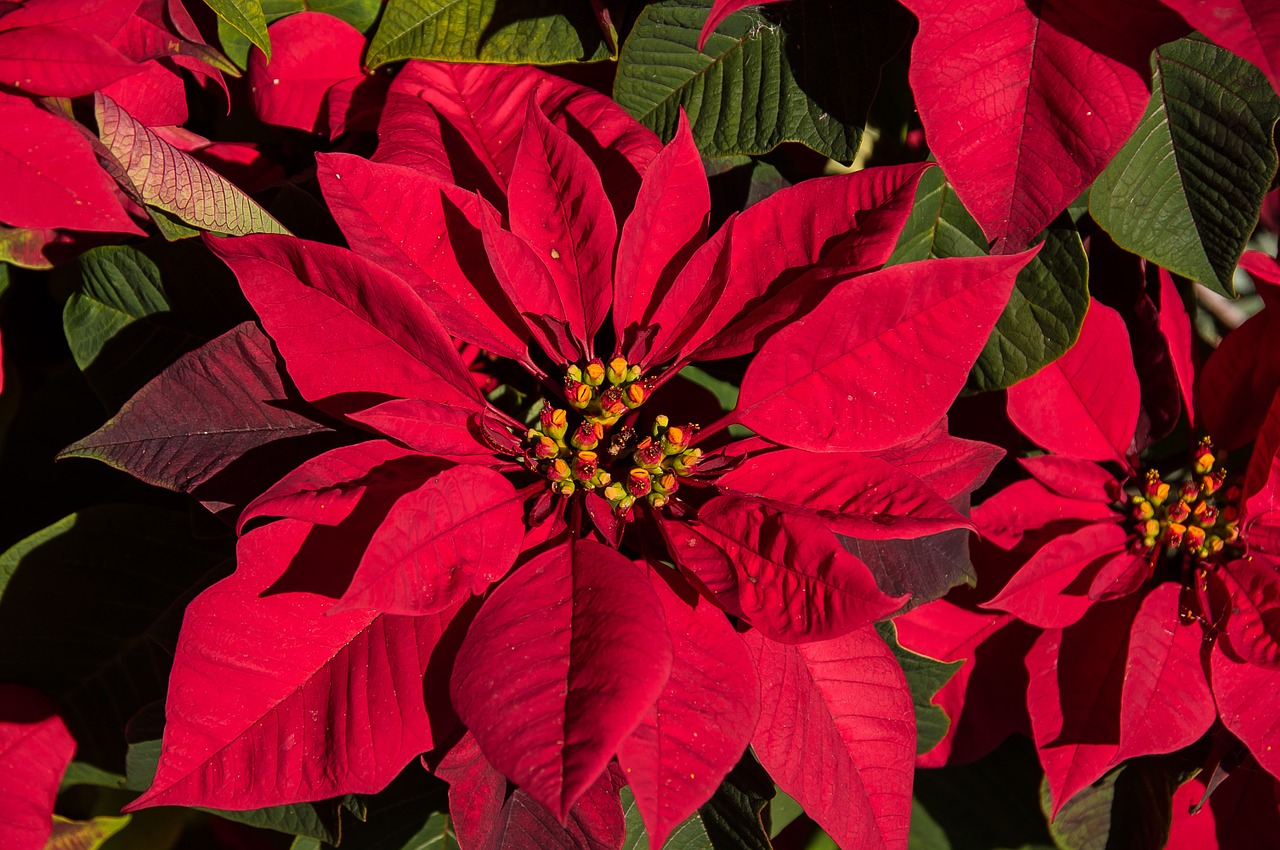 red poinsettia