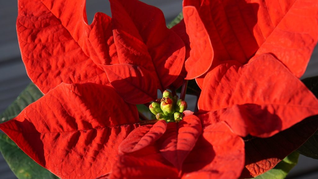 orange poinsettia