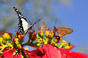 poinsettia cyathia