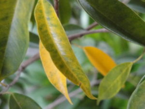 ficus, yellow leaves on houseplants