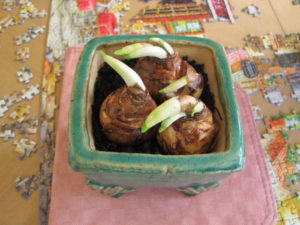 paperwhite narcissus in a decorative pot, planted 1/6/19