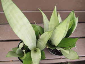 snake plants, easy houseplants