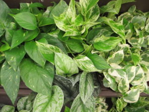 4 kinds of pothos