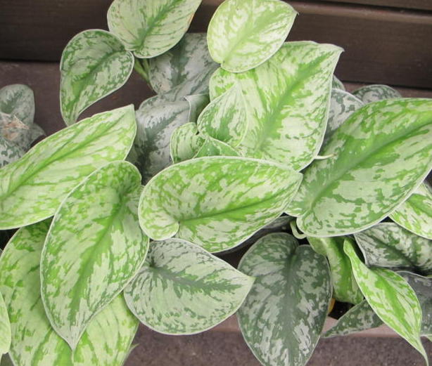 silver pothos