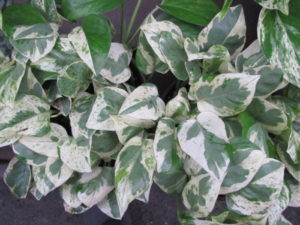 satin pothos