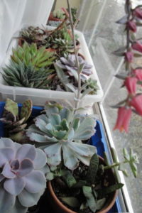 succulents in my sunny window