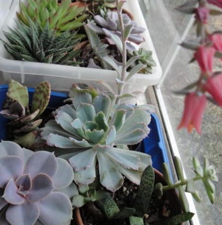 succulents