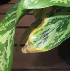 brown tips on houseplants, Chinese evergreen