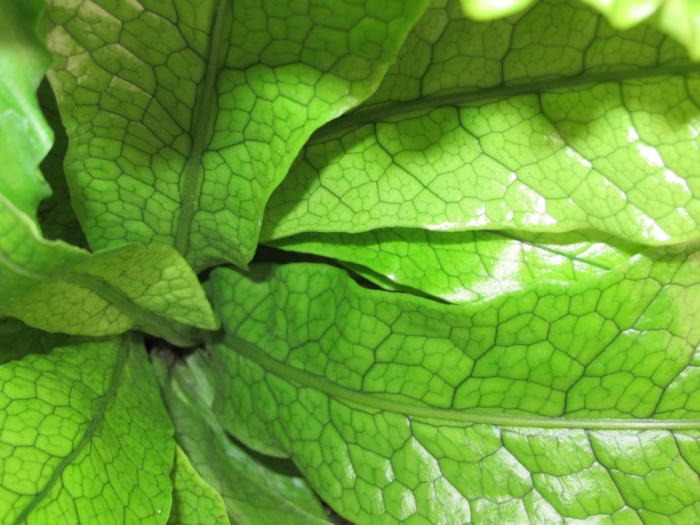 crocodile fern Microsorium musifolium ‘Crocydyllus', houseplants for bright light