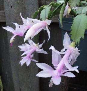 Christmas cactus