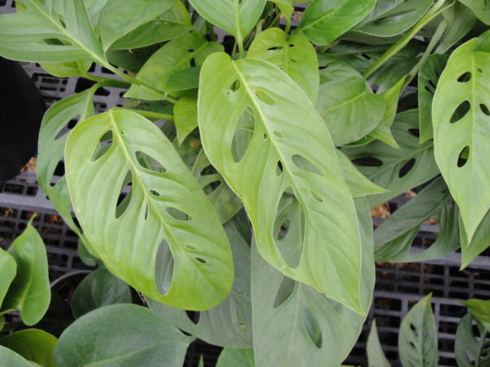 windowpane philodendron, houseplants with holes in leaves