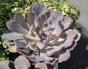 Echeveria, houseplants for sunny window