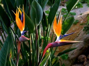 Strelitzia