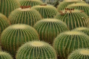 barrel cactus, spiny houseplants