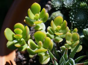 crassula, jade plant