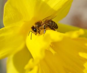 daffodil and bee
